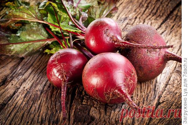 Когда убирать свёклу Итак, представим, что мы посадили  свёклу в середине мая… Сроки созревания свёклы Убирать корнеплоды необходимо исходя из посаженного сорта. Сорта, в свою очередь, делятся на 3 группы. Раннеспелые:  Детройт, Подзимняя, Болтарди, Грибовская […]