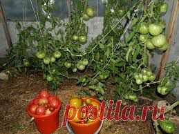 Шпаргалка овощевода (часть 2)