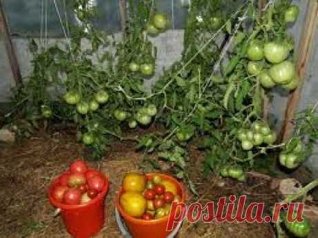 Шпаргалка овощевода (часть 2)