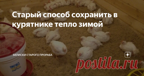 Старый способ сохранить в курятнике тепло зимой У моего деда никогда не было никаких специальных обогревателей в курятнике, но там всегда было относительно тепло даже в лютый мороз и куры неслись всю зиму. Курятник был самый обычный - деревянный с загоном для куриного променада из сетки-рабицы.
Источник изображения: Яндекс.Картинки
Конечно, дед не допускал "одряхления" курятника и каждую осень заделывал все щели и норы, проверял крышу, чтоб не