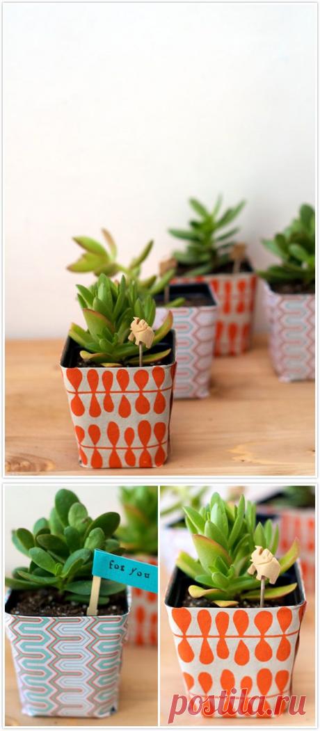 Бумажное кашпо для суккулентов