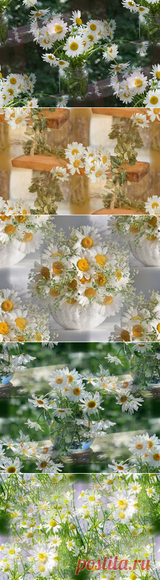 Фоны, картинки, коллажи: Ромашки