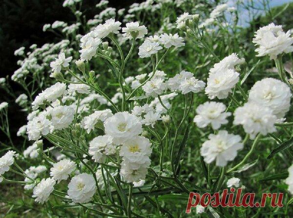 Растения, которые лучше не сочетать