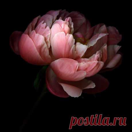 E s t h é t i q u e