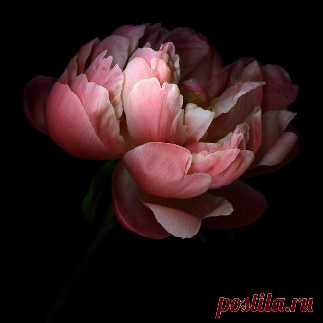 E s t h é t i q u e