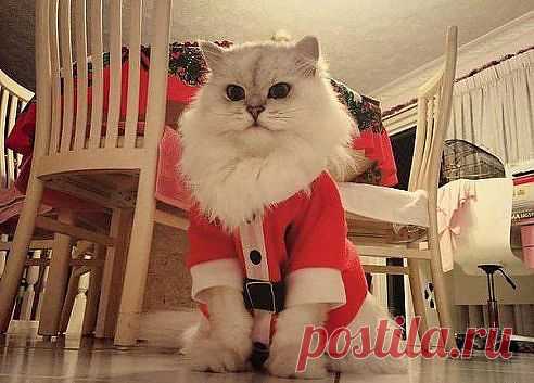 (56) Одноклассники