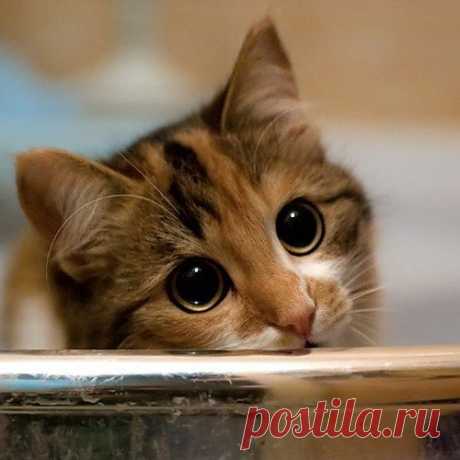 Cyoot Kitteh of teh Day: HOW CAN I SAY 'NO' TO THOSE EYES?????!?!?!?!?!?1 - Cheezburger