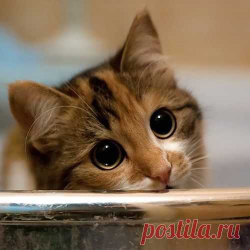 Cyoot Kitteh of teh Day: HOW CAN I SAY 'NO' TO THOSE EYES?????!?!?!?!?!?1 - Cheezburger