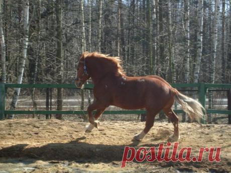 Тяжеловозы - самые большие и сильные лошади