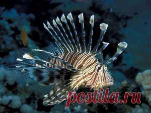 Подводный мир, обои для рабочего стола на Desktopwallpapers.ru, страница 4 из 24