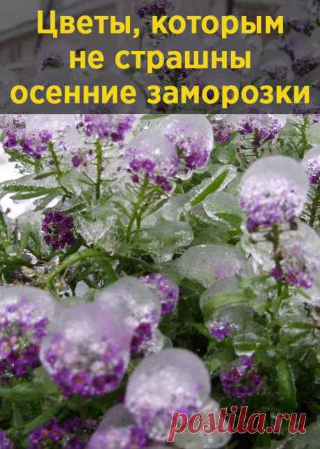 Цветы, которым не страшны осенние заморозки