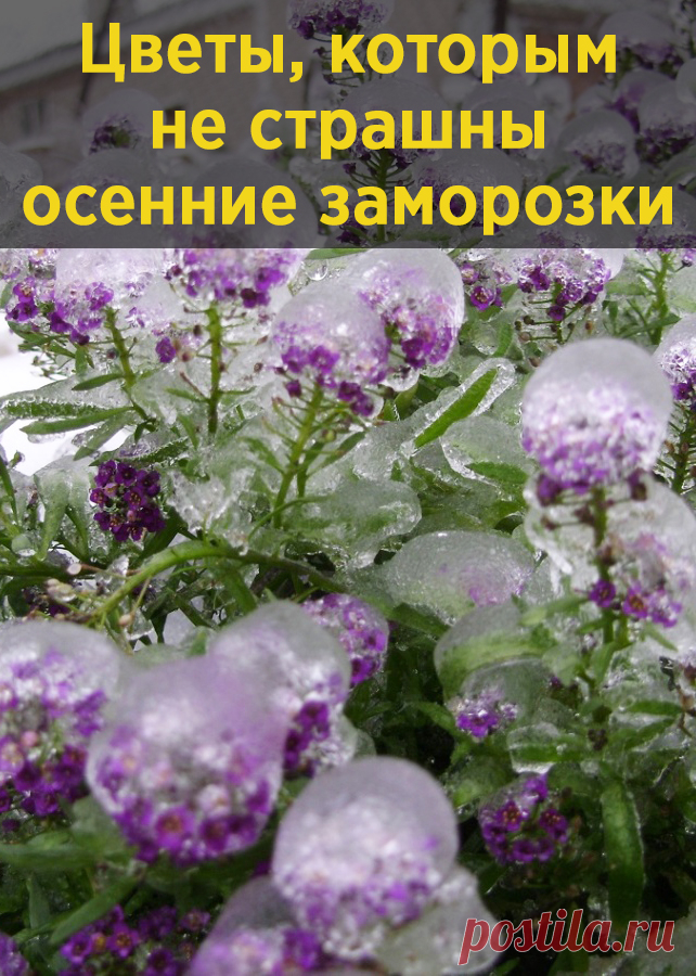 Цветы, которым не страшны осенние заморозки