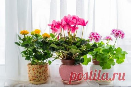 Периоды жизни комнатных растений