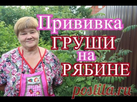 Прививка Груши на Рябине. - YouTube