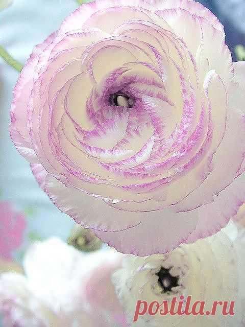 Ranunculus 'Picotee' | Flowers