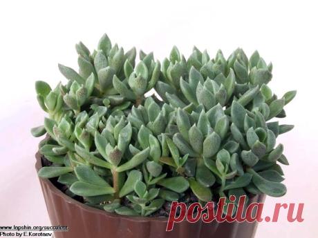 Много кактусов и других суккулентов - Все о комнатных растениях на flowersweb.info