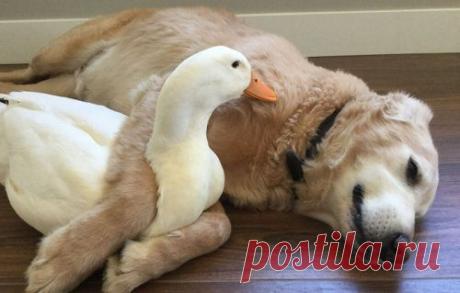 Дружба селезня и ретривера