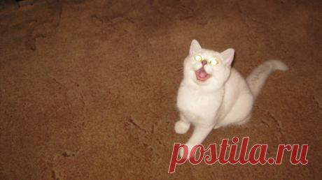 &quot;Я требую внимания&quot;