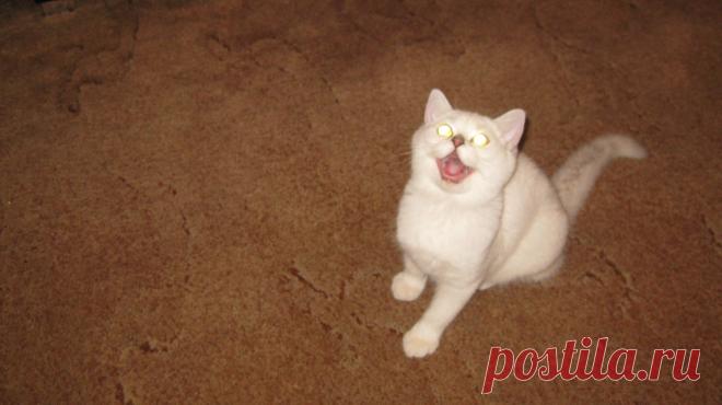 "Я требую внимания"