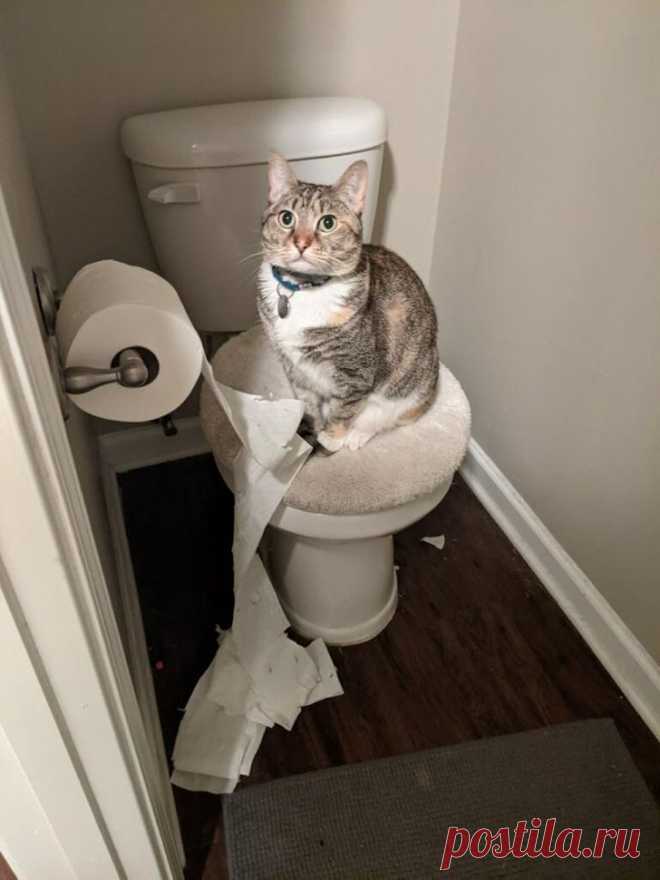 23 бесстыжие зверушки