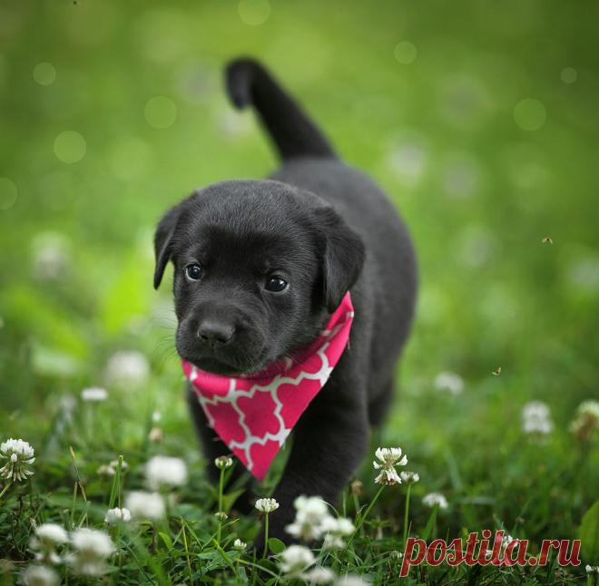 Black Lab Pup 3 by Jonathan Ross Black Lab Pup 3 Photograph by Jonathan Ross