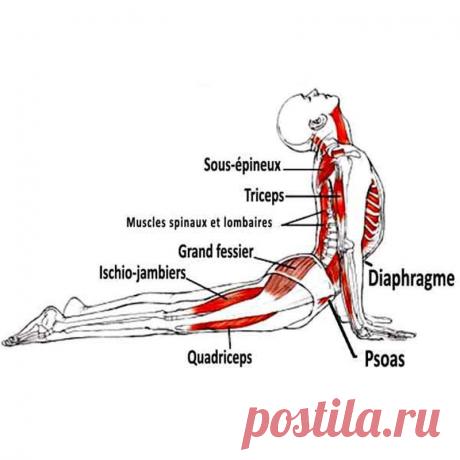 Профилактика болезней спины. Простое упражнение Благодаря этому упражнению можно избавиться от сутулости, чувства тяжести в позвоночнике, закрепощению в грудном отделе, болевых ощущений…