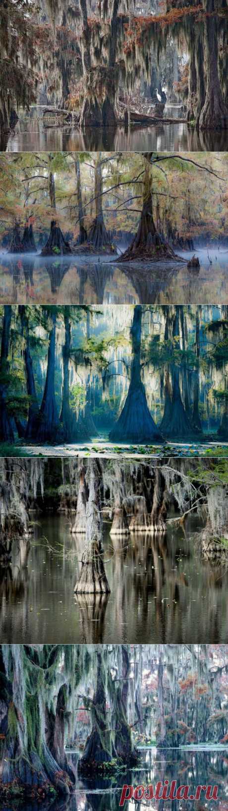 (+1) - Фантастические кипарисы озера Каддо | Непутевые заметки