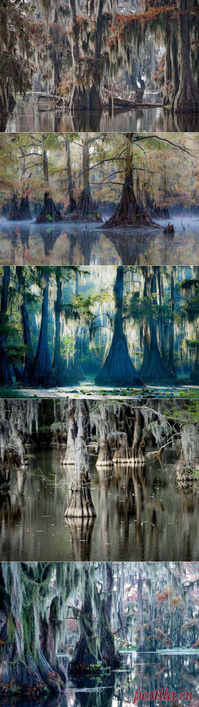 (+1) - Фантастические кипарисы озера Каддо | Непутевые заметки