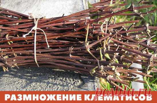 РАЗМНОЖЕНИЯ КЛЕМАТИСОВ
Существуют два способа вегетативного размножения клематисов. В первом случае — новое растение укореняется до момента его отделения от старого куста (деление куста, окучивание побегов, отводки), во втором — корни у побега или его части развиваются после отделения от материнского растения (черенкование, прививка).
Размножение клематисов делением куста
Обычно таким способом после 5-6 лет выращивания с успехом размножают как видовые, так и гибридные клематисы. Старые растени