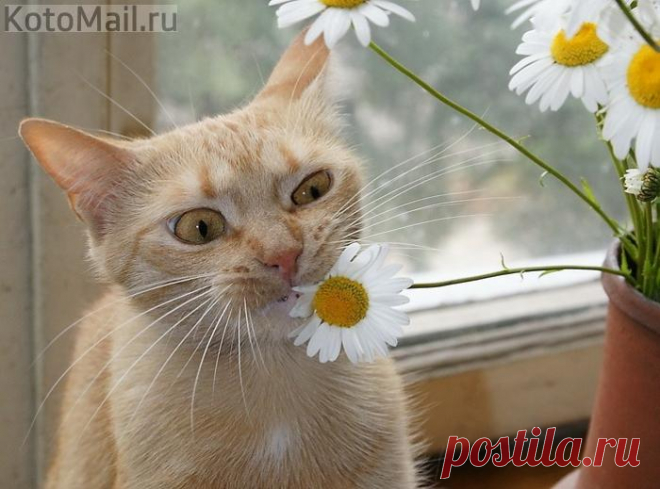 Ромашки для Счастья в доме