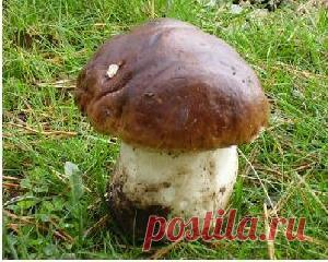 Белые грибы - польза