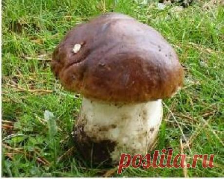 Белые грибы - польза