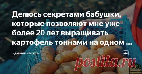Делюсь секретами бабушки, которые позволяют мне уже более 20 лет выращивать картофель тоннами на одном и том же месте на скудной почве Я часто пишу о том, что картофель - это "охотник" за питательными веществами. Если картофелю не будет хватать питания, если не будет нравится Ваша земля, то урожая может и вовсе не быть. Но я знаю, как получать отменный урожай картошки в любых условиях. Добрый день, дорогие огородники, гости и подписчики канала! Желаю Вам приятного прочтени...