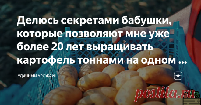 Делюсь секретами бабушки, которые позволяют мне уже более 20 лет выращивать картофель тоннами на одном и том же месте на скудной почве Я часто пишу о том, что картофель - это 