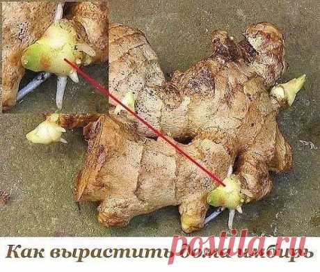 А знаете ли вы, что его можно вырастить на своем подоконнике!