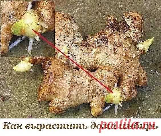 А знаете ли вы, что его можно вырастить на своем подоконнике!