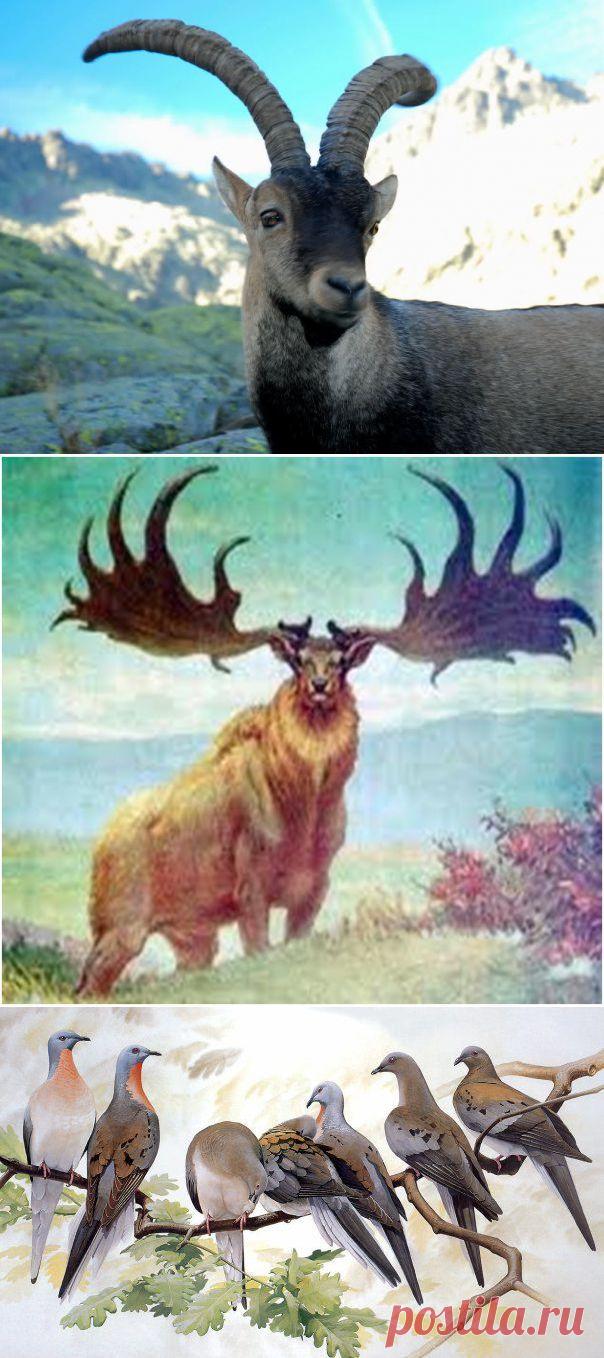 10 вымерших животных, которые имеют шансы на «воскрешение» | ТАЙНЫ  ПЛАНЕТЫ  ЗЕМЛЯ