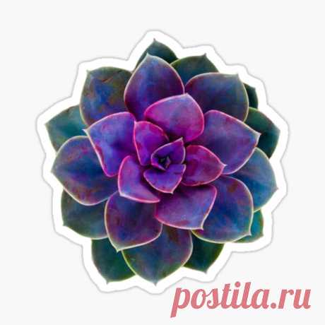 Pegatinas: Cactus | Redbubble