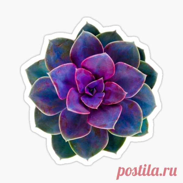 Pegatinas: Cactus | Redbubble