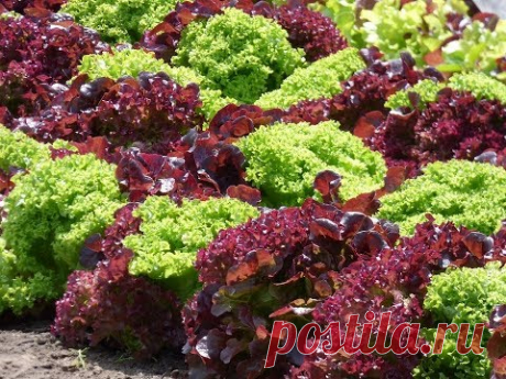 112 Интересных идей по оформлению ГРЯДОК и КЛУМБ на дачном участке - YouTube