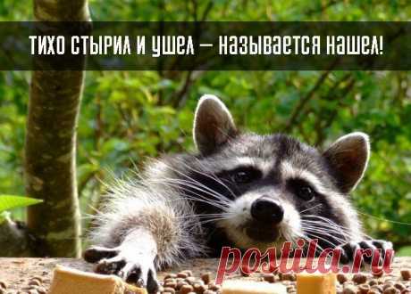 10 принципов жизни енота.