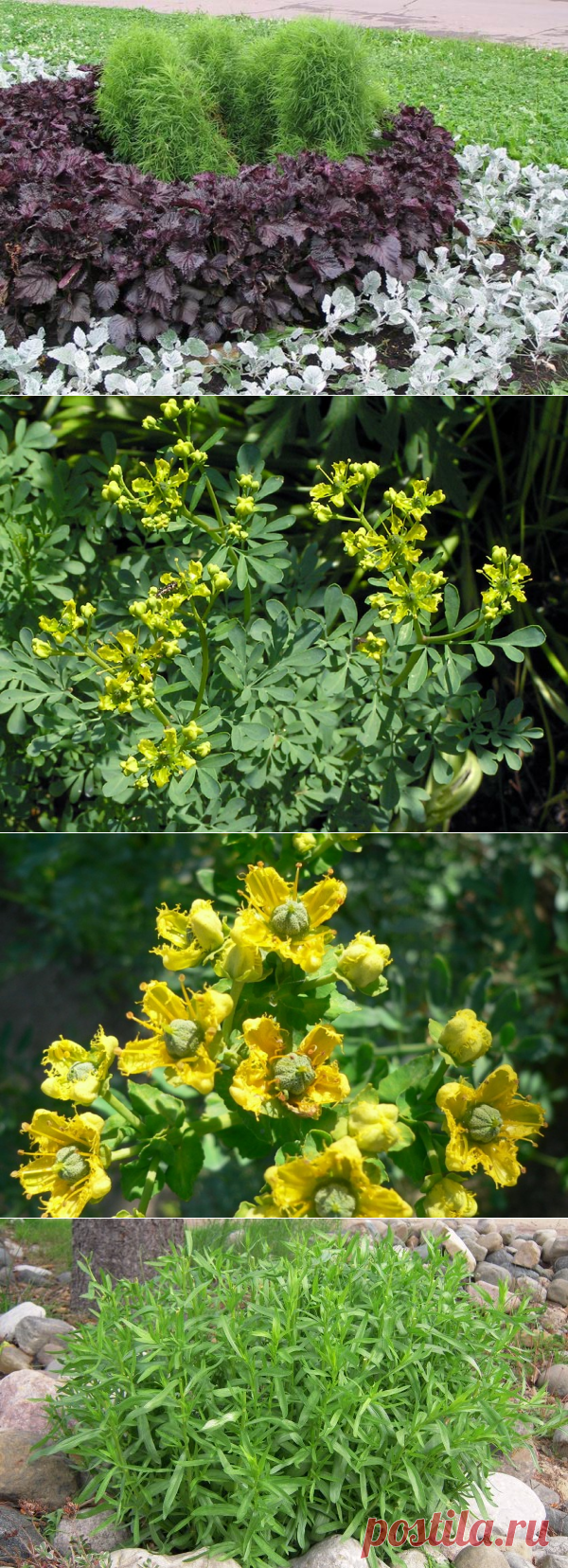 Пряные травы на огороде — 6 соток