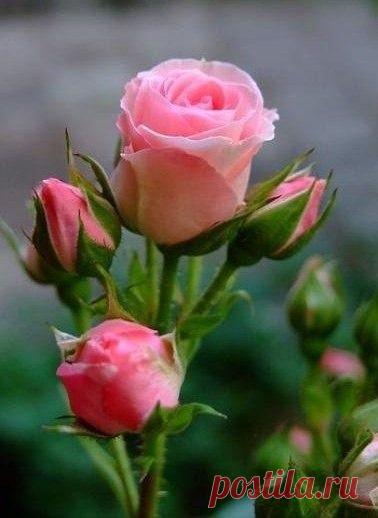 h-2453.jpg (378×518)