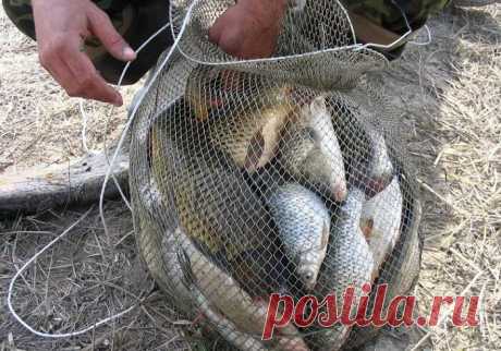 Почти браконьерская прикормка из трех компонентов | MASTER-FISHER.RU | Яндекс Дзен