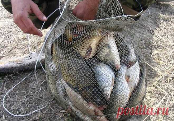 Почти браконьерская прикормка из трех компонентов | MASTER-FISHER.RU | Яндекс Дзен