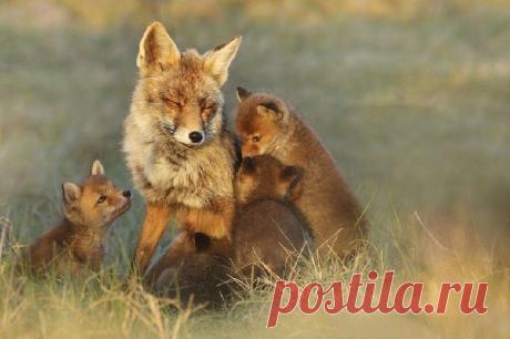 Страны мира не смогли выполнить ни одну из задач ООН в области защиты биоразнообразия | В мире