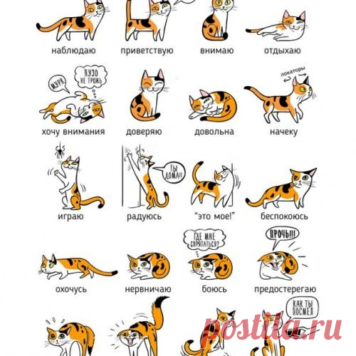 Кошачий и собачий языки