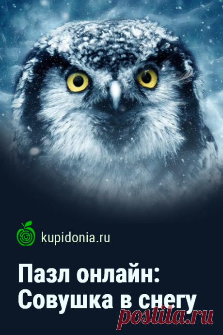 Пазл онлайн: Совушка в снегу. Красивый пазл онлайн с совой из серии «Хищные птицы». Собери пазл на сайте!