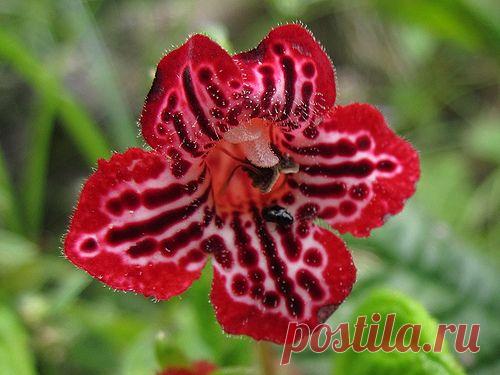 Колерия | Zooclub сайт о животных