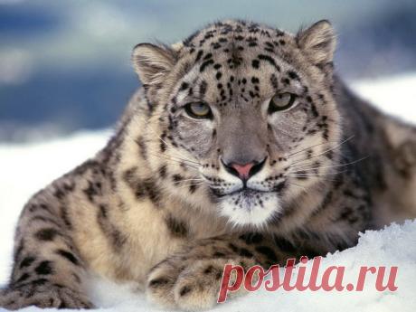 wallpapers_cats_127.jpg (1024×768)